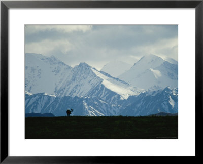 Alaskan Moose Against A Backdrop Of Jagged Snow-Covered Mountains by Michael S. Quinton Pricing Limited Edition Print image