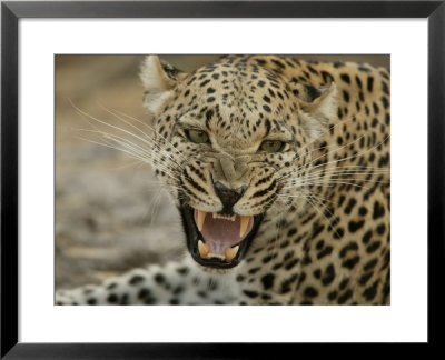 Female Leopard, Panthera Pardus, Snarling, Mombo, Okavango Delta, Botswana by Beverly Joubert Pricing Limited Edition Print image