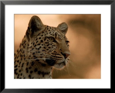 Close-Up Of A Leopard, Mombo, Okavango Delta, Botswana by Beverly Joubert Pricing Limited Edition Print image