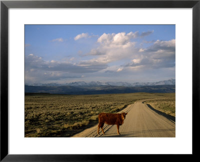 Steer On A Dirt Road, Pinedale, Wyoming by Joel Sartore Pricing Limited Edition Print image