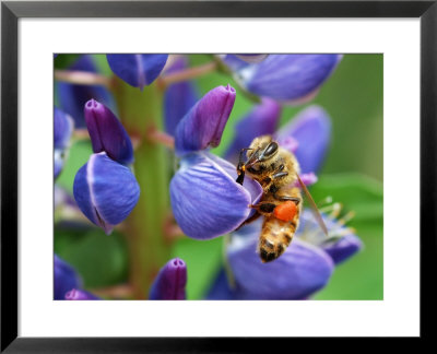 Bee Visiting A Lupine Flower In The Springtime, Arlington, Massachusetts, Usa by Darlyne A. Murawski Pricing Limited Edition Print image