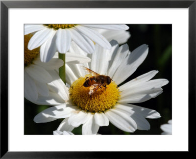 Flower Fly Drinking Nectar From A Daisy, Belmont, Massachusetts, Usa by Darlyne A. Murawski Pricing Limited Edition Print image