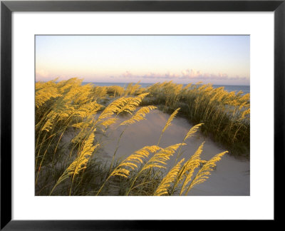 Sunlight Strikes Sea Oats On Dunes Near The Atlantic Ocean by Skip Brown Pricing Limited Edition Print image