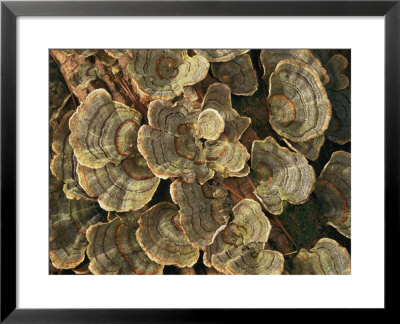 Close View Of Turkey-Tail Fungi In Estabrook Woods, Concord, Massachusetts by Darlyne A. Murawski Pricing Limited Edition Print image