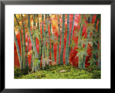 Cluster Of Bonsai Japanese Maple Trees, New York by Darlyne A. Murawski Pricing Limited Edition Print image