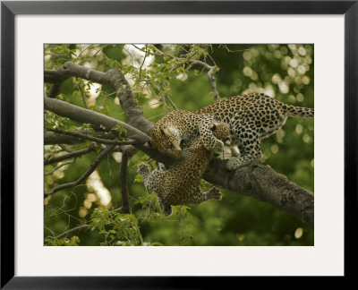 A Mother Holds On To Her Cub Dangling From A High Tree Branch by Beverly Joubert Pricing Limited Edition Print image
