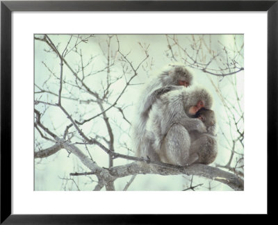 Family Of Japanese Macaques Sitting In Tree In Shiga Mountains by Co Rentmeester Pricing Limited Edition Print image
