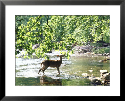 Lone White-Tailed Deer Nibbling Young Oak Leaves From Banks Of Cheat River by John Dominis Pricing Limited Edition Print image