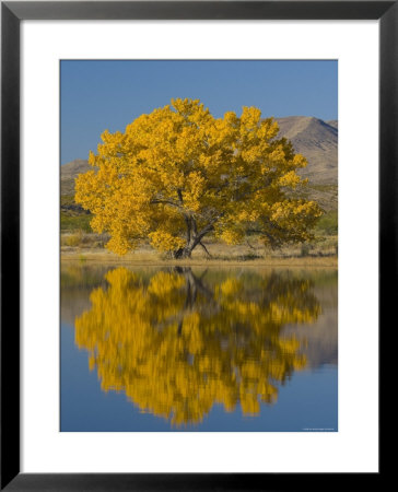 Usa, New Mexico, Socorro, Bosque De Apache National Wildlife Refuge by Alan Copson Pricing Limited Edition Print image