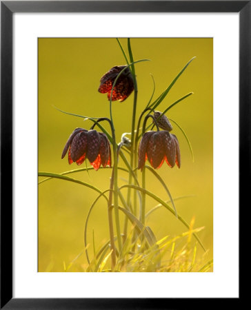 Snake's-Head Fritillary, Evening Light, Devon, Uk by Ross Hoddinott Pricing Limited Edition Print image