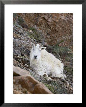 Mountain Goat, Mount Evans, Colorado, United States Of America, North America by James Hager Pricing Limited Edition Print image