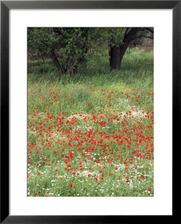 Field Of Wild Flowers With Poppies, Lesbos, Greece by Roy Rainford Pricing Limited Edition Print image