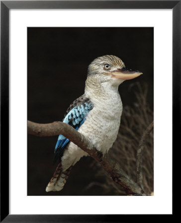 Blue-Winged Kookaburra (Dacelo Leachii) In Captivity, Airlie Beach, Queensland, Australia, Pacific by James Hager Pricing Limited Edition Print image