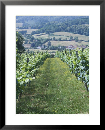 Vineyards In Countryside Near Saint Jean Pied De Port, Basque Country, Aquitaine, France by Robert Harding Pricing Limited Edition Print image