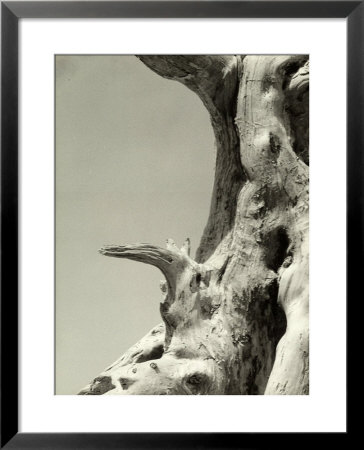 Weather-Beaten Tree Trunk by Vincenzo Balocchi Pricing Limited Edition Print image