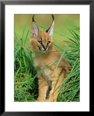 Caracal In Grass by Andy Rouse Pricing Limited Edition Print image
