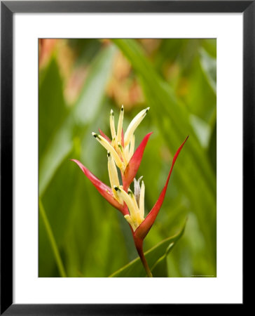 Closeups Of A Heliconia Flower, Native To Central And South America, Singapore by Tim Laman Pricing Limited Edition Print image