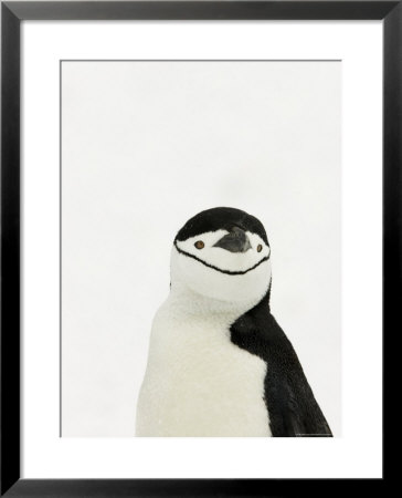 Chinstrap Penguin, South Orkney Islands, Antarctica by Ralph Lee Hopkins Pricing Limited Edition Print image