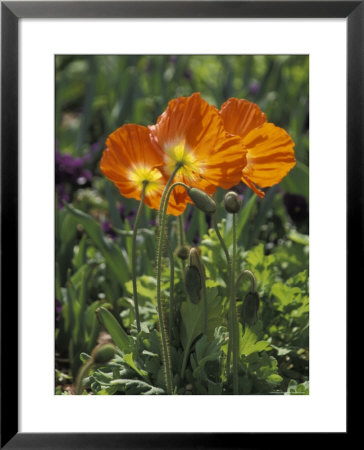 Orange Poppy Flower In The Dallas Arboretum In Dallas, Texas by Richard Nowitz Pricing Limited Edition Print image