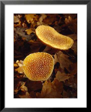 Patterned Orange Brown Fungi Growing In Sunlight In Fall Leaf Litter, Jamieson, Australia by Jason Edwards Pricing Limited Edition Print image
