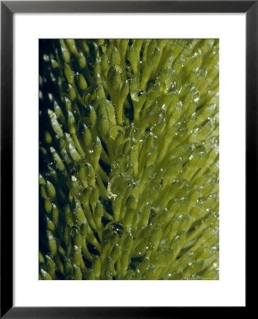 Water Drops Cling To The Unusual Petals Of A Silver Banksia Flower, Australia by Jason Edwards Pricing Limited Edition Print image