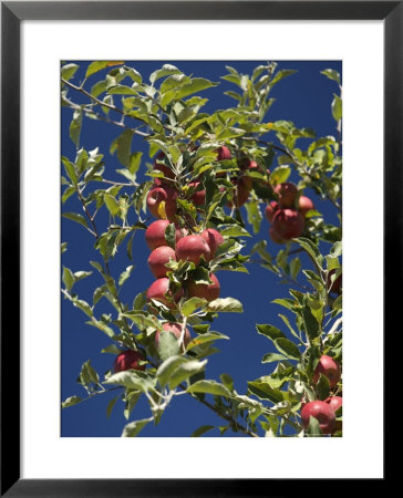 Branches Of An Apple Tree by Tim Laman Pricing Limited Edition Print image