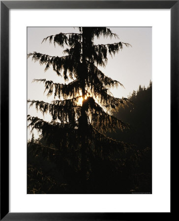 Silhouetted Fir Tree At Twilight by Raymond Gehman Pricing Limited Edition Print image