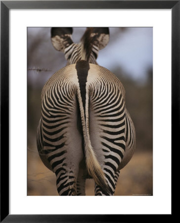 Close View Of Rear End Pattern Of A Grevy's Zebra by Mark Ross Pricing Limited Edition Print image