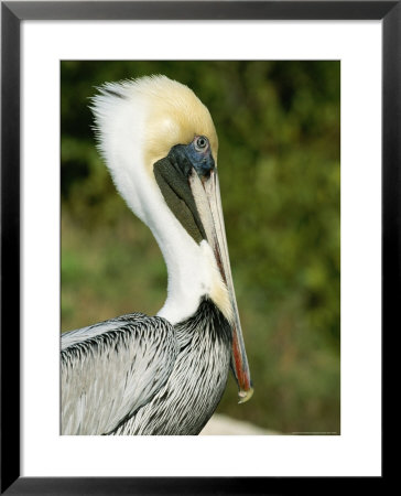 Side View Of A Pelican by Norbert Rosing Pricing Limited Edition Print image