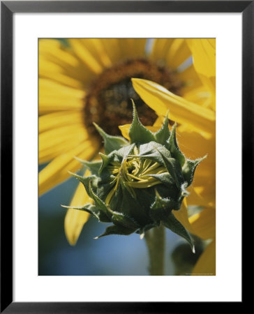 Close View Of A Sunflower Bud by Marc Moritsch Pricing Limited Edition Print image