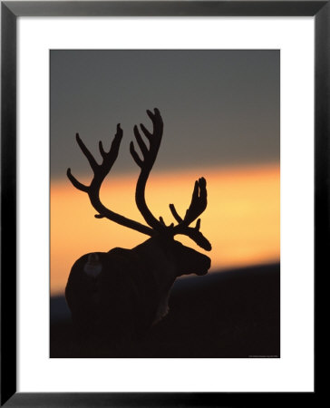 Caribou, Silhouetted, Denali National Park by Roy Toft Pricing Limited Edition Print image