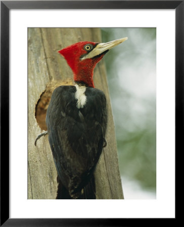 Robust Woodpecker, Iguazu National Park by Roy Toft Pricing Limited Edition Print image