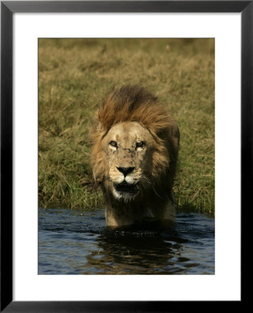Male African Lion, Panthera Leo, Standing In Water Near The Shore, Okavango Delta, Botswana by Beverly Joubert Pricing Limited Edition Print image