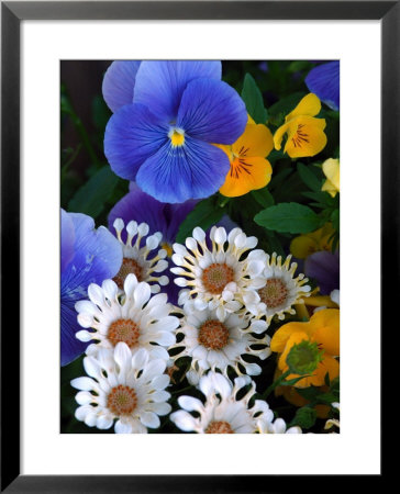 Pansies And Osteospermum Flowers In A Garden, Belmont, Massachusetts, Usa by Darlyne A. Murawski Pricing Limited Edition Print image