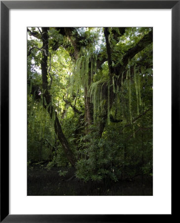 A Sonneratia Mangrove Tree Laden With Epiphytic Ferns by Tim Laman Pricing Limited Edition Print image