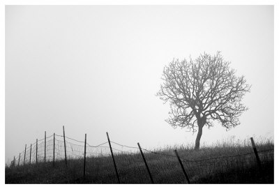 Tree And Fence Iii by Shane Settle Pricing Limited Edition Print image