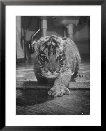 Rajpur, A Tiger Cub, Being Cared For By Mrs. Martini, Wife Of The Bronx Zoo Lion Keeper by Alfred Eisenstaedt Pricing Limited Edition Print image