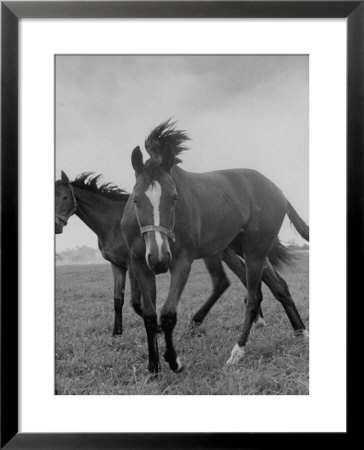 Yearlings Playing Together In The Paddock At Marcel Boussac's Stud Farm And Stables by Lisa Larsen Pricing Limited Edition Print image