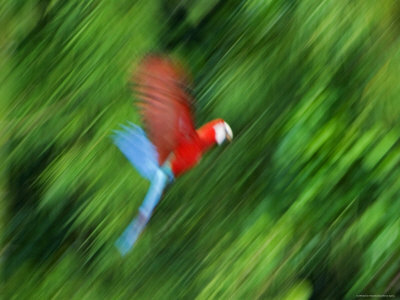 Motion Blur Of Flying Red And Blue Macaw, Madre De Dios Province, Amazon River Basin, Peru by Dennis Kirkland Pricing Limited Edition Print image