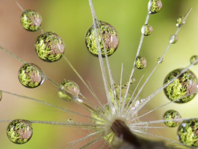 Dandelion Seed Water Droplets Reflecting Plants, San Diego, California, Usa by Christopher Talbot Frank Pricing Limited Edition Print image