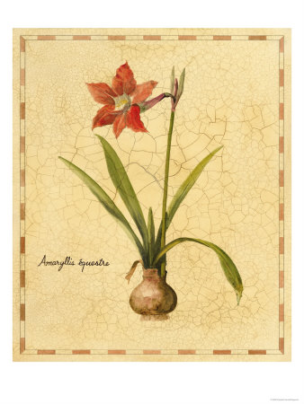 Amaryllis by Elizabeth Garrett Pricing Limited Edition Print image