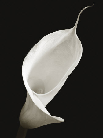 Calla I by Ben Davies Pricing Limited Edition Print image