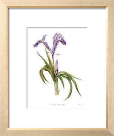 Iris Hoogiana by Pamela Stagg Pricing Limited Edition Print image