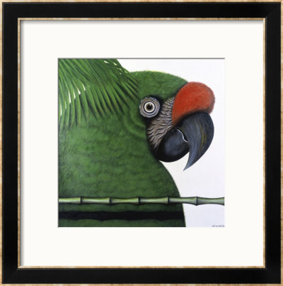 Amazonian Military Macaw by Ivan Ball Pricing Limited Edition Print image
