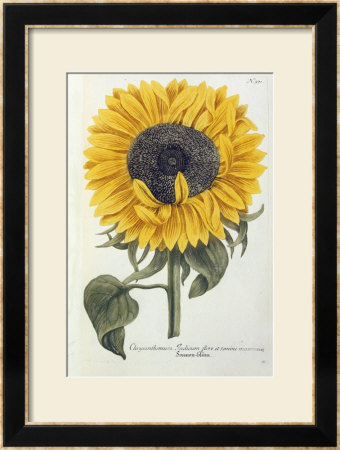 A Single Yellow Sunflower Blossom by Johann Wilhem Weinmann Pricing Limited Edition Print image