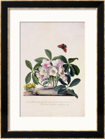 Christmas Rose And Winter Aconite by Georg Dionysius Ehret Pricing Limited Edition Print image