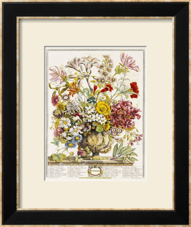 Hand Colored Engraving Of Bouquet- October, 1730 by Robert Furber Pricing Limited Edition Print image
