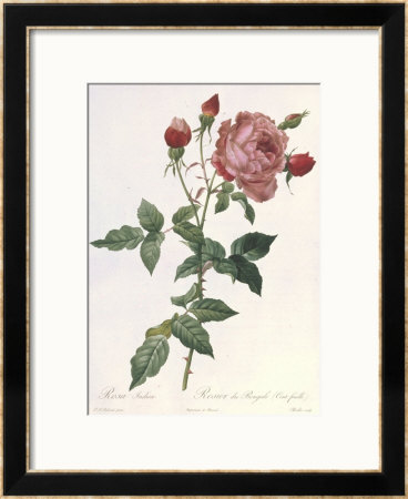 Bouquet Of Rose, Anemone And Clematis by Pierre-Joseph Redouté Pricing Limited Edition Print image