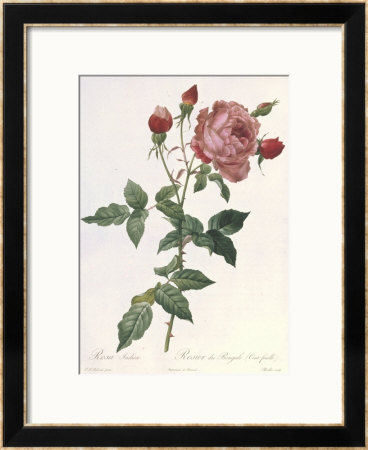 Bouquet Of Rose, Anemone And Clematis by Pierre-Joseph Redoute Pricing Limited Edition Print image