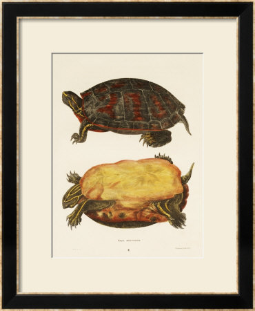 Hand Colored Lithograph Of Emrys Rubriventris by John Edwards Holbrook Pricing Limited Edition Print image